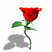 rose-02-june.gif