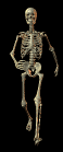 skeleton1.gif
