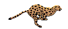 tiger5.gif